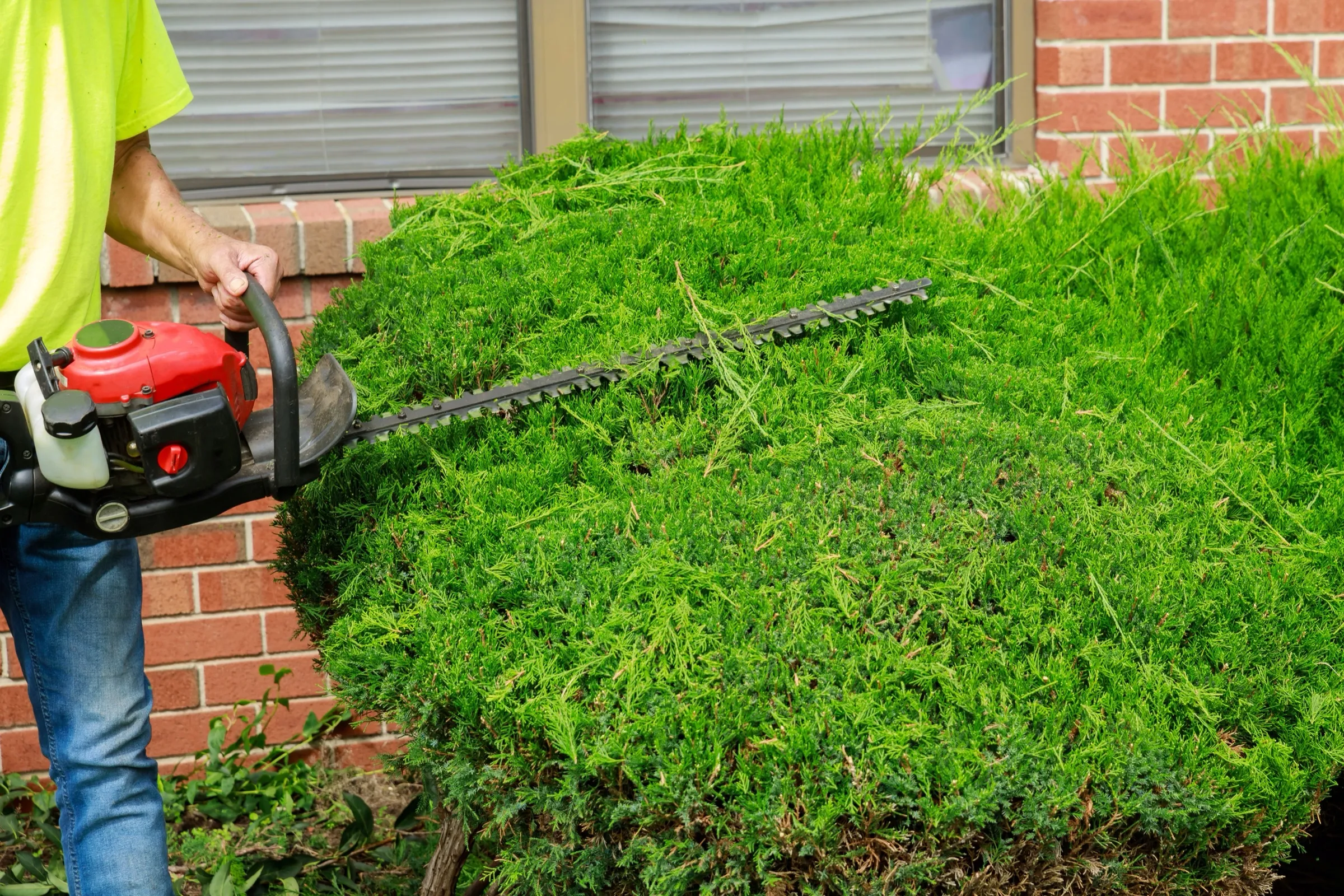 Trimming a hedge with a hedge trimmer