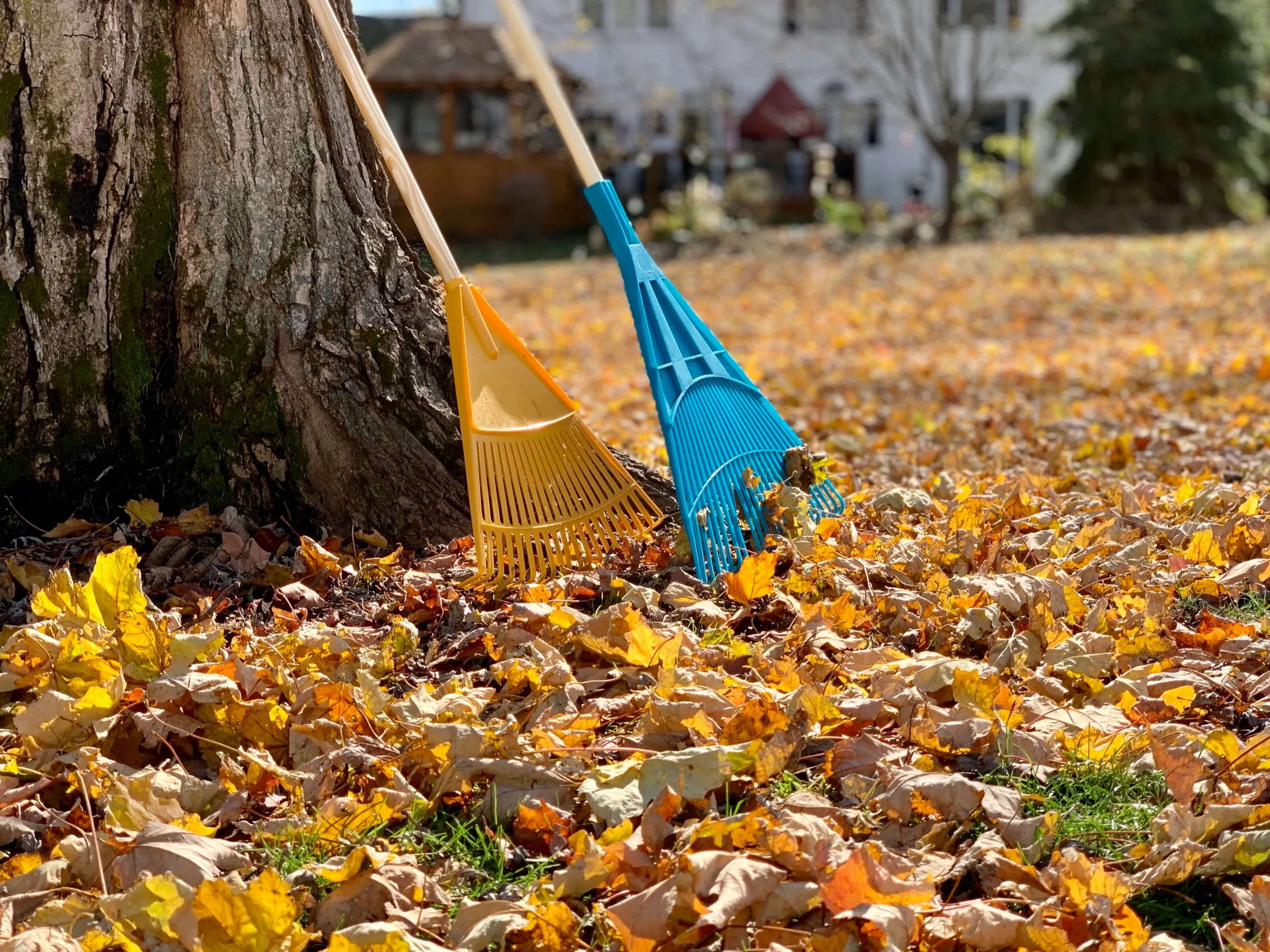 Rakes in a pile of autumn leaves