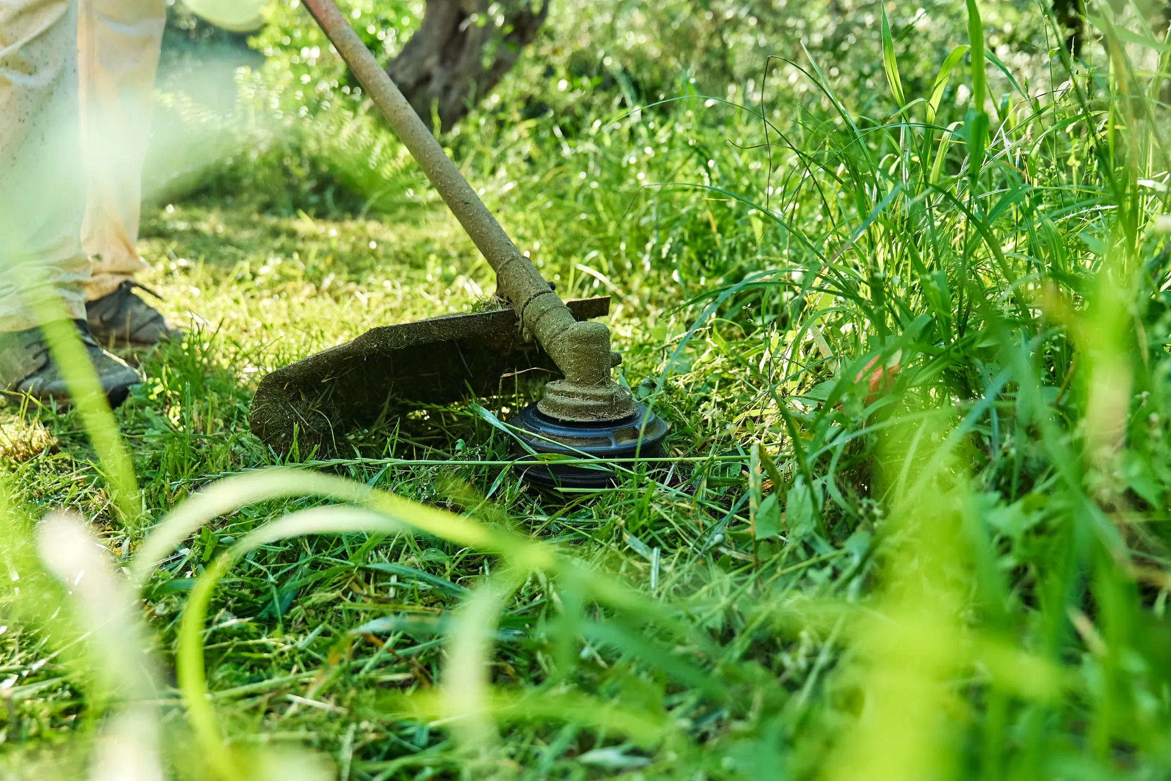 String trimmer cutting grass along an edge